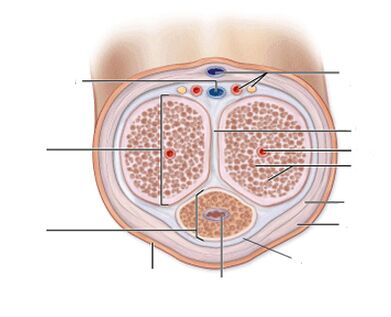 ligamentos del pene